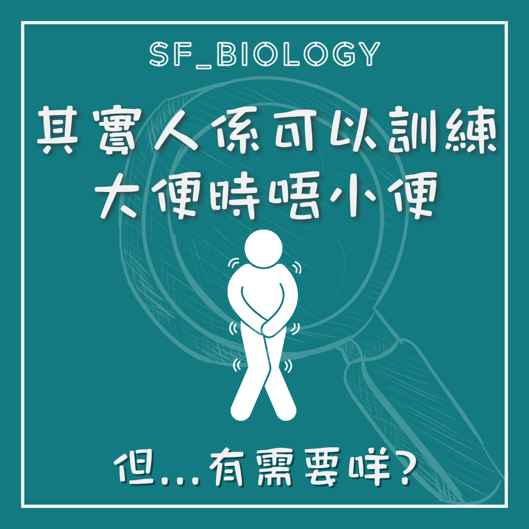 人可透過神經控制延後排尿或排便的提醒