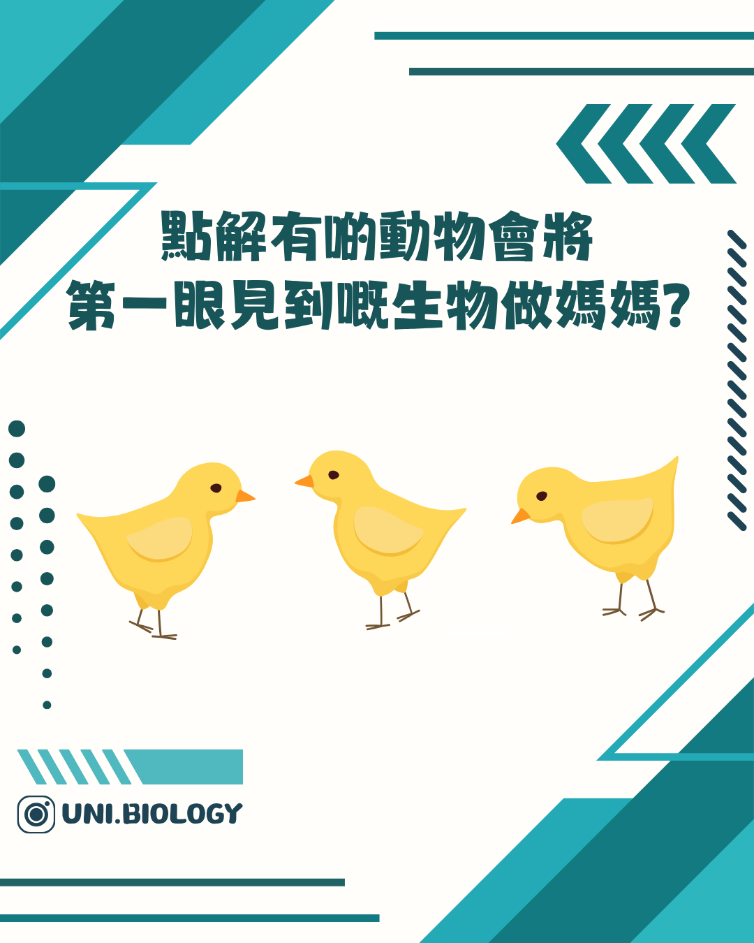 動物學家與雁鴨幼鳥跟隨反應示意