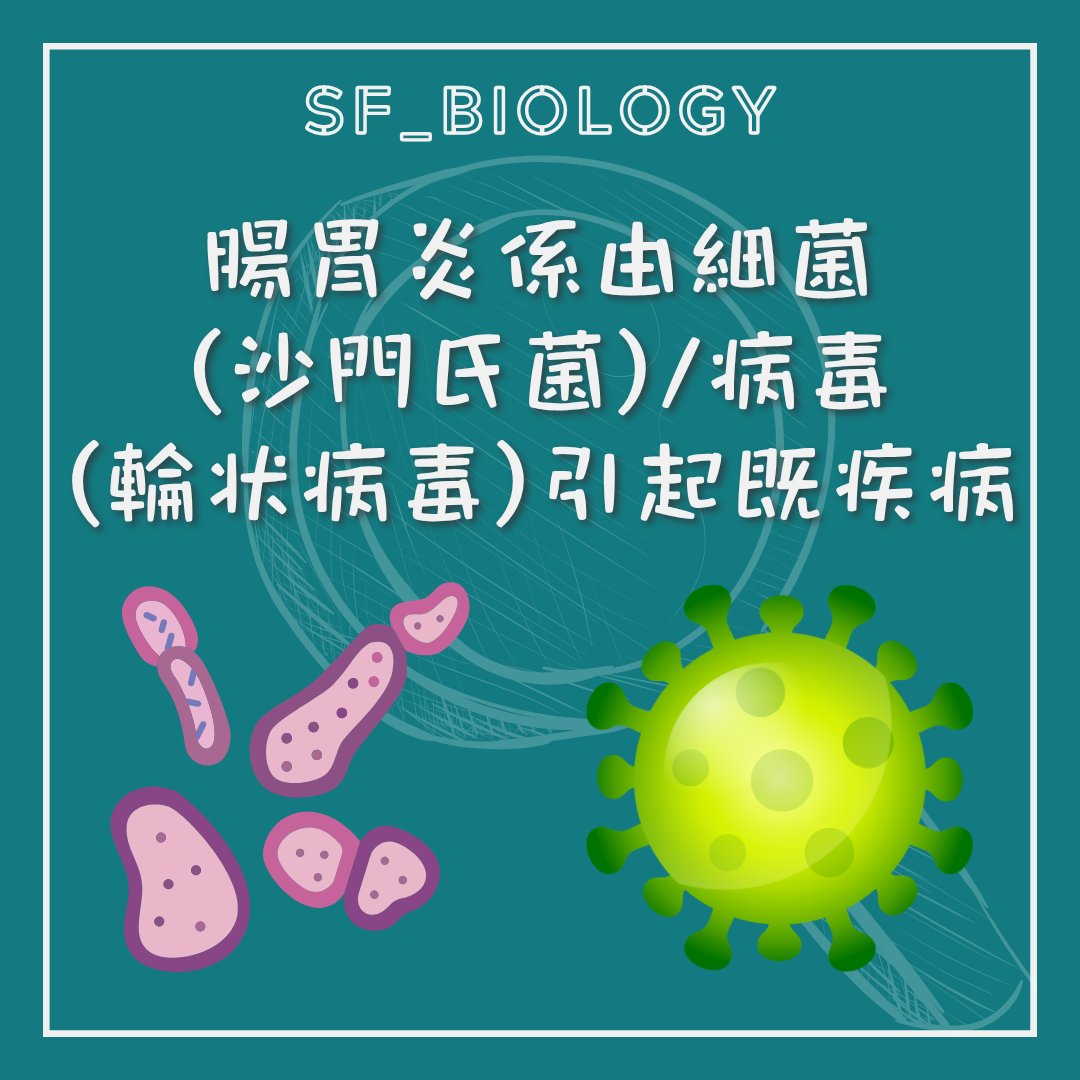 細菌與病毒均可引起感染性腸胃炎的說明