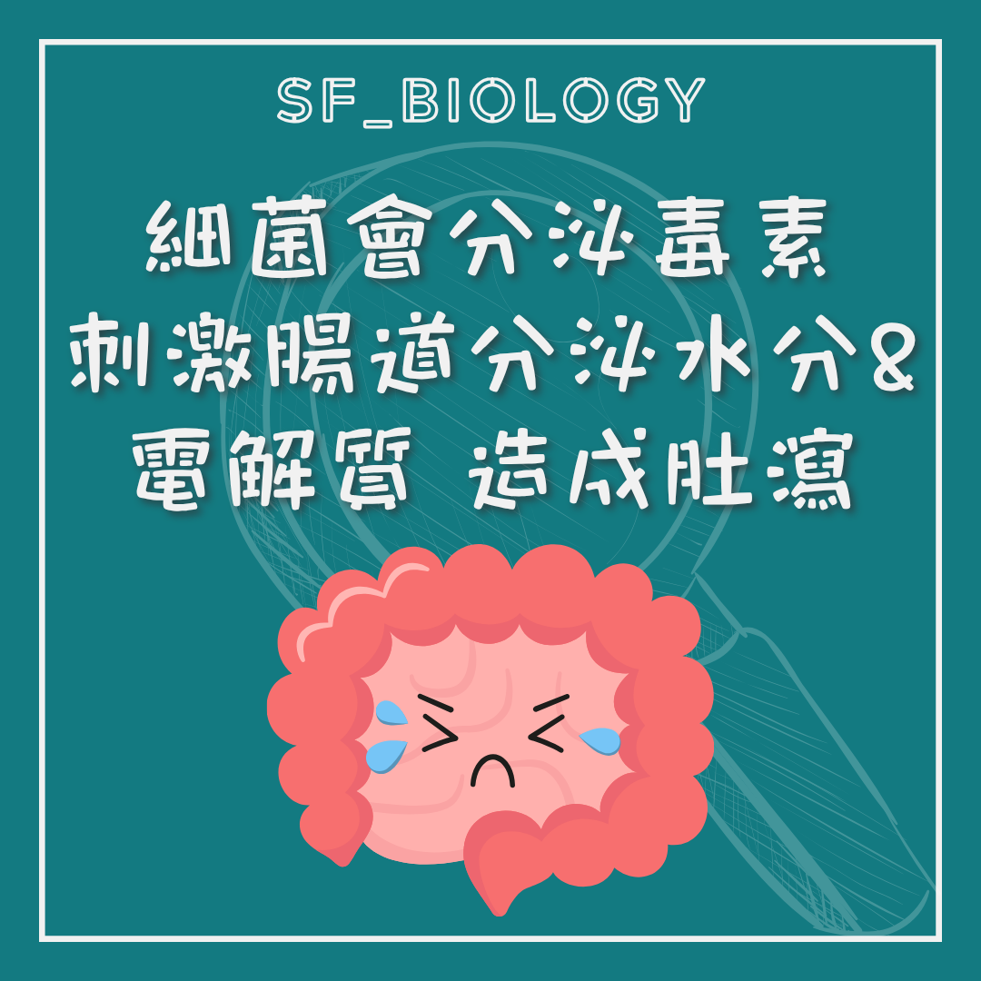 腸道受感染後分泌增加造成腹瀉的示意