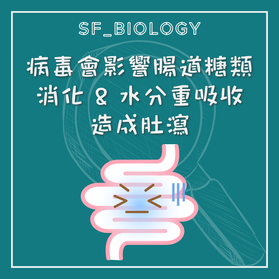 病毒損害腸道吸收功能造成腹瀉的示意