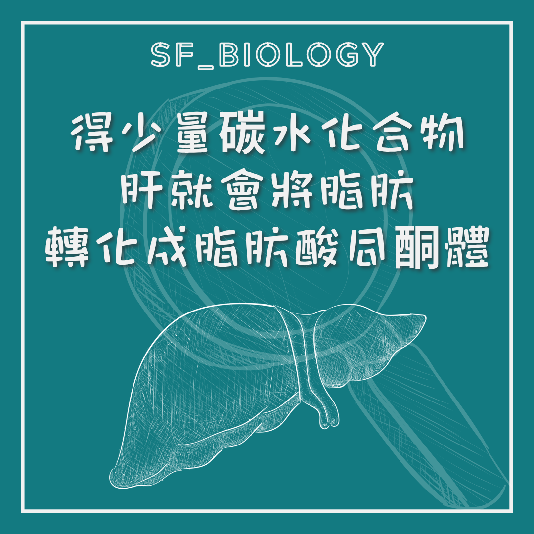 低碳水攝取促使肝臟製造酮體的說明