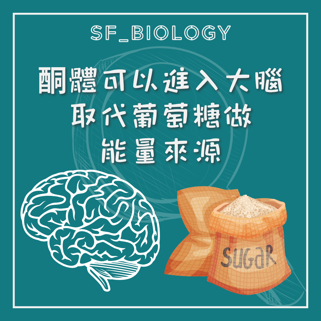 酮體可供腦部部分能量需要的說明