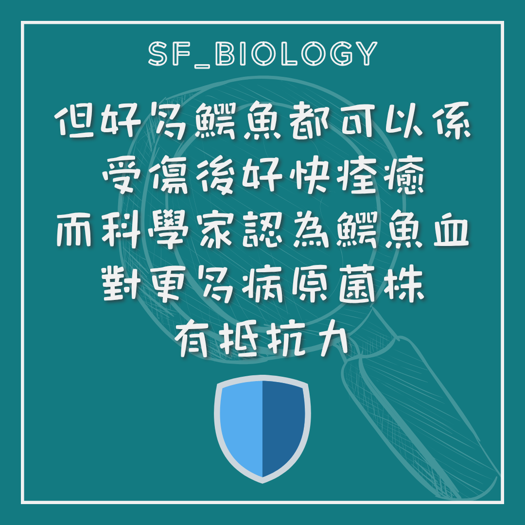 研究鱷魚血液抗菌能力的概念說明
