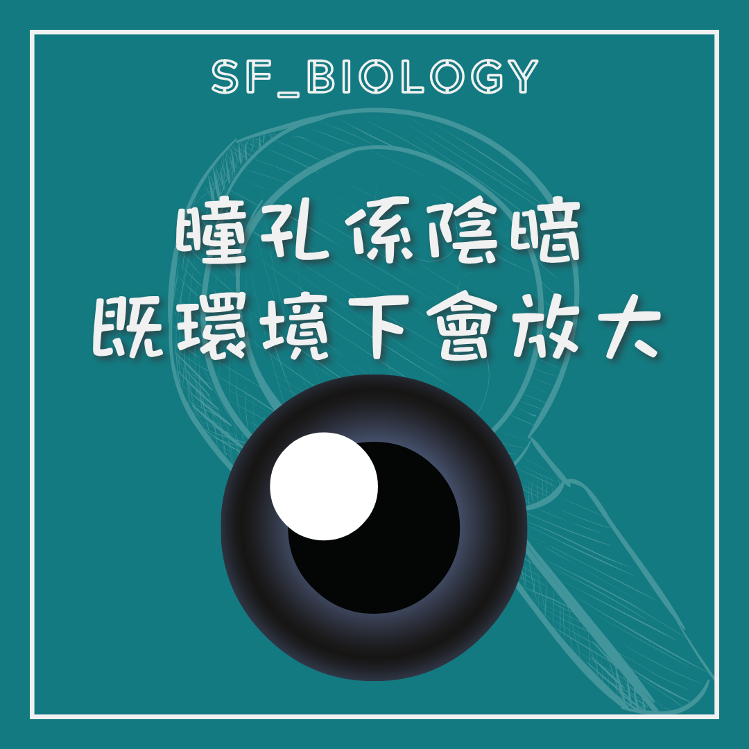 閃光穿過較大瞳孔進入眼球的說明