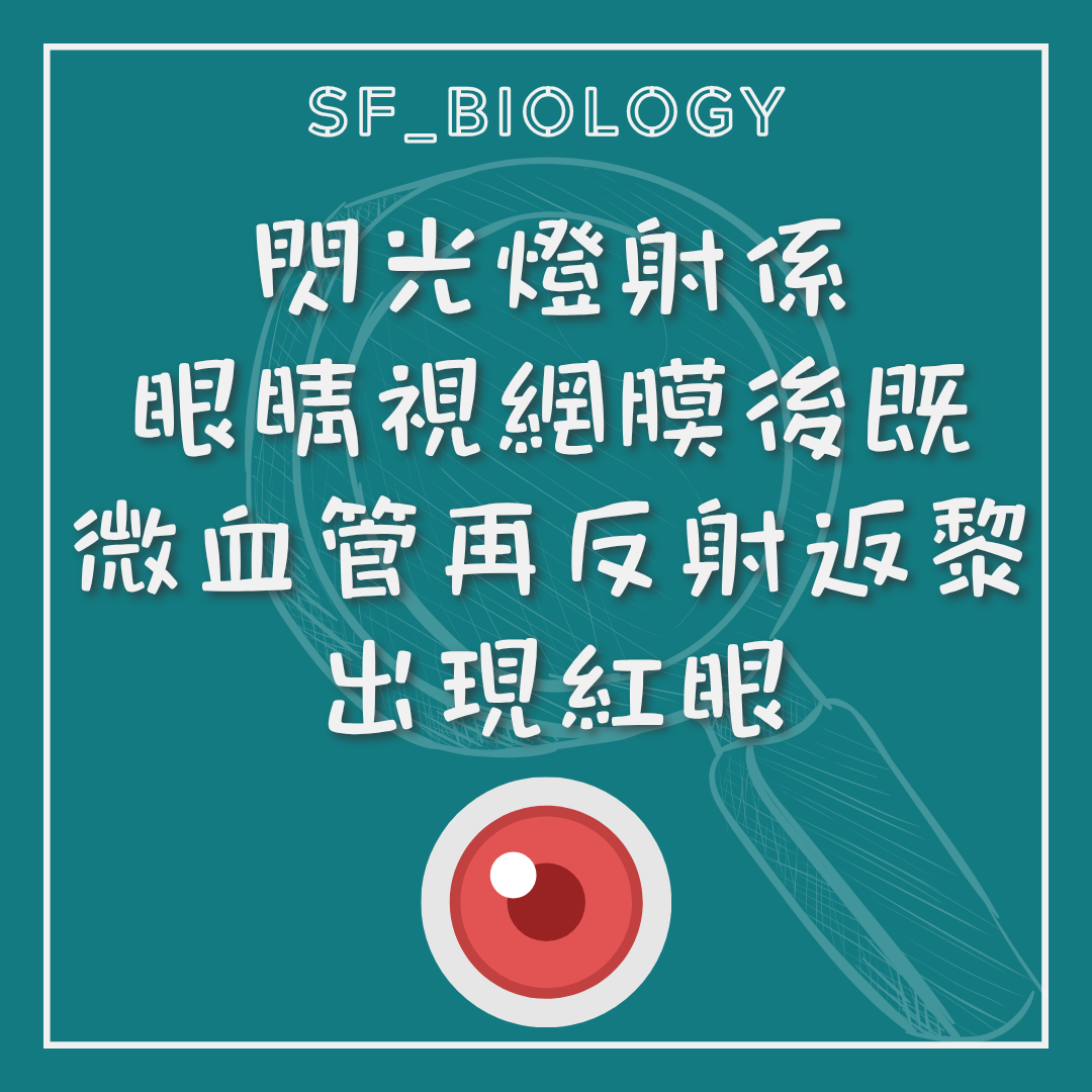 相片紅眼是眼底反射光被相機記錄的示意