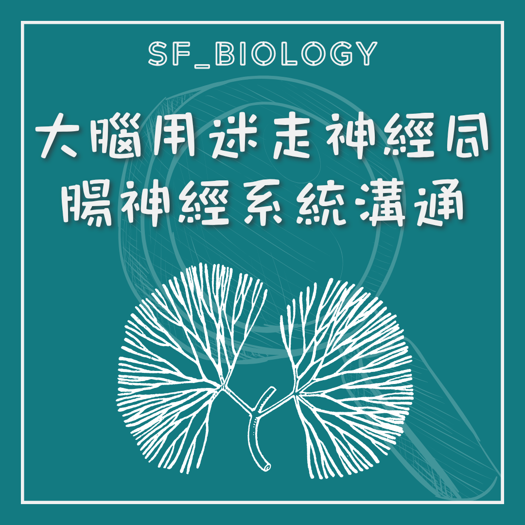 大腦與腸道透過神經及荷爾蒙互相聯繫的說明