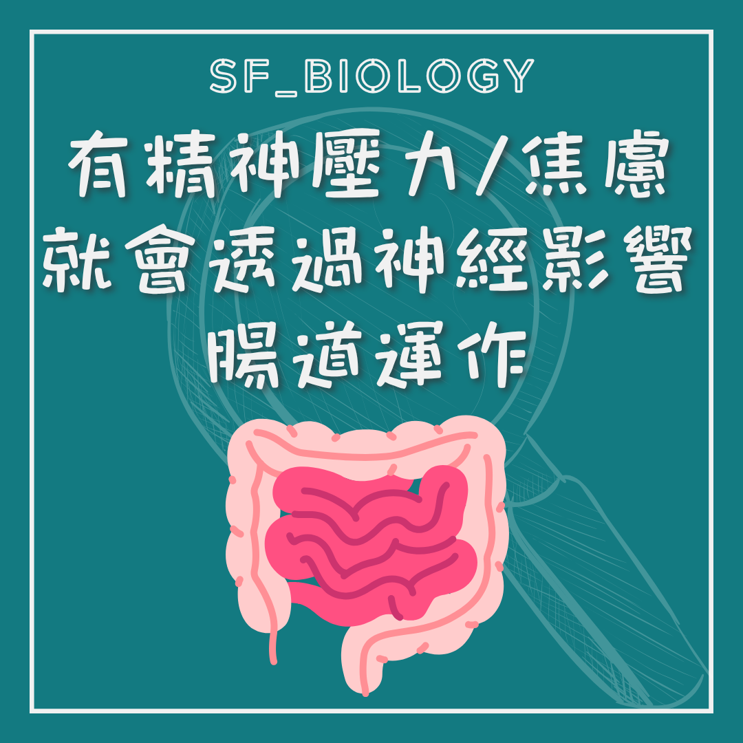 壓力可透過神經訊號改變腸道運作的說明