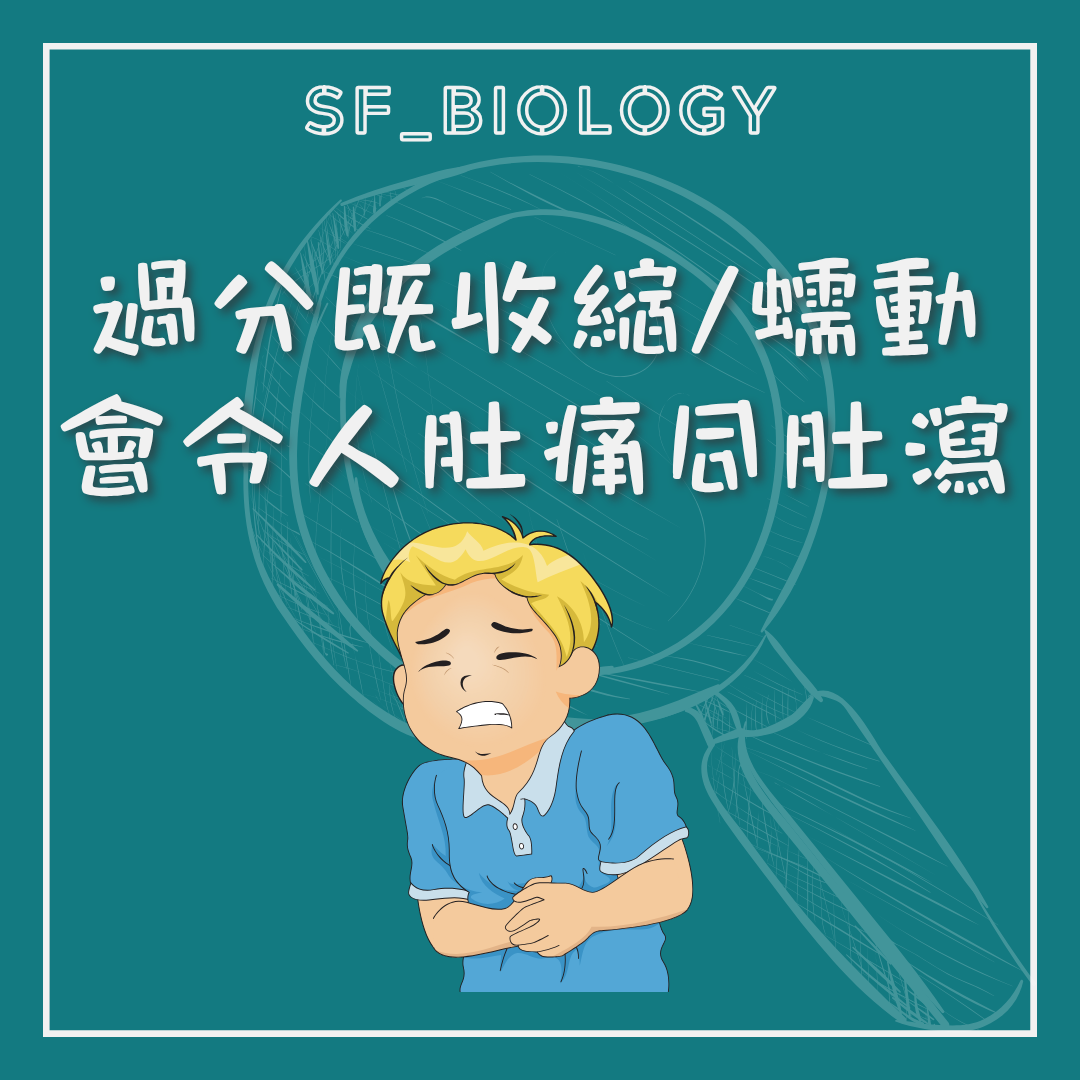 腸道蠕動改變可造成腹痛或腹瀉的示意