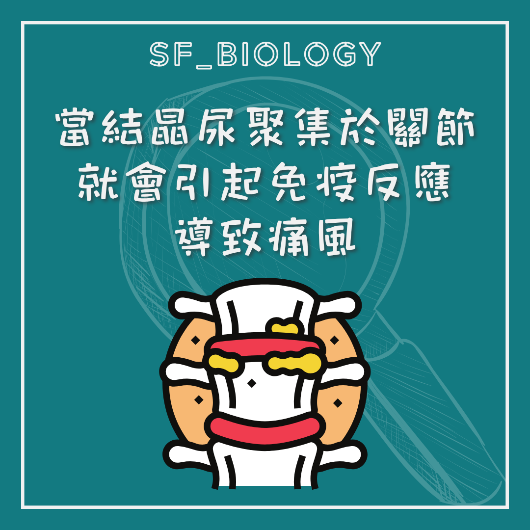 尿酸鹽結晶沉積關節引起免疫反應的示意