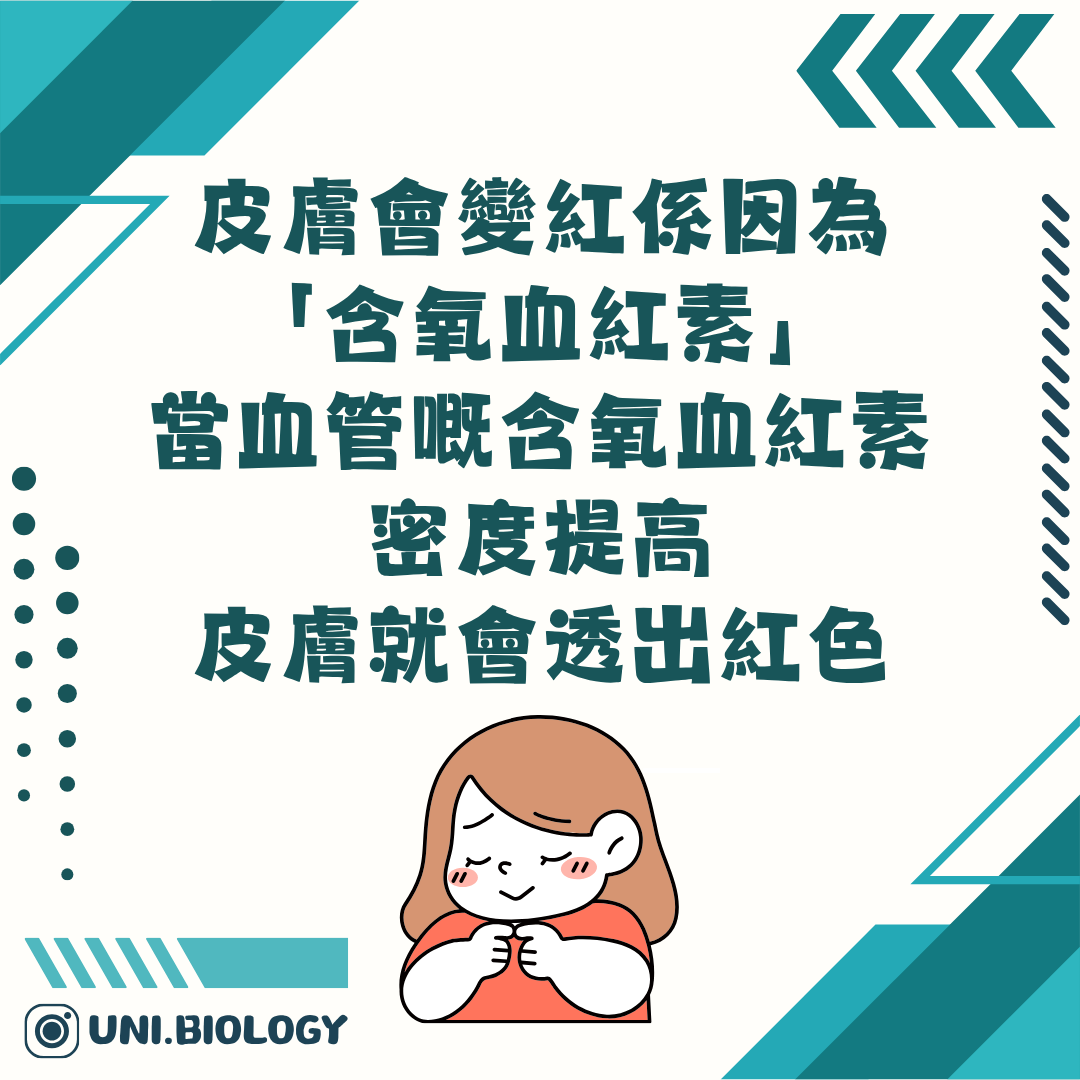 面部皮膚血管與血紅蛋白造成紅色外觀的說明