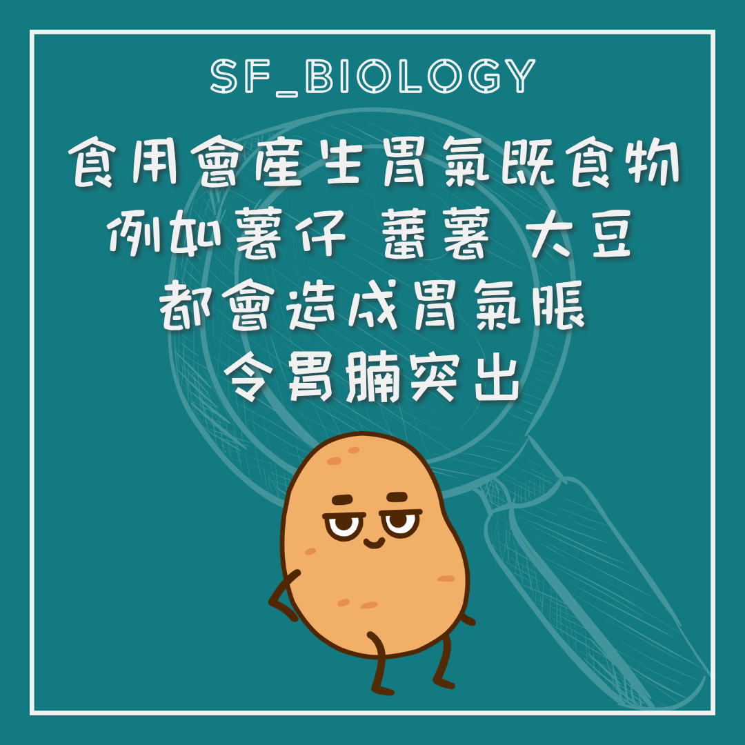 薯仔等食物經腸道發酵可產生氣體的說明
