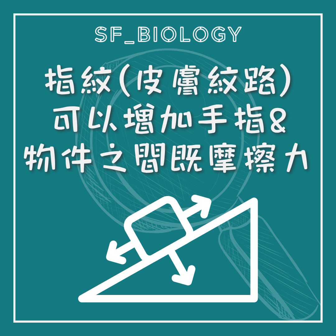 皮膚脊紋增加接觸與抓握功能的示意