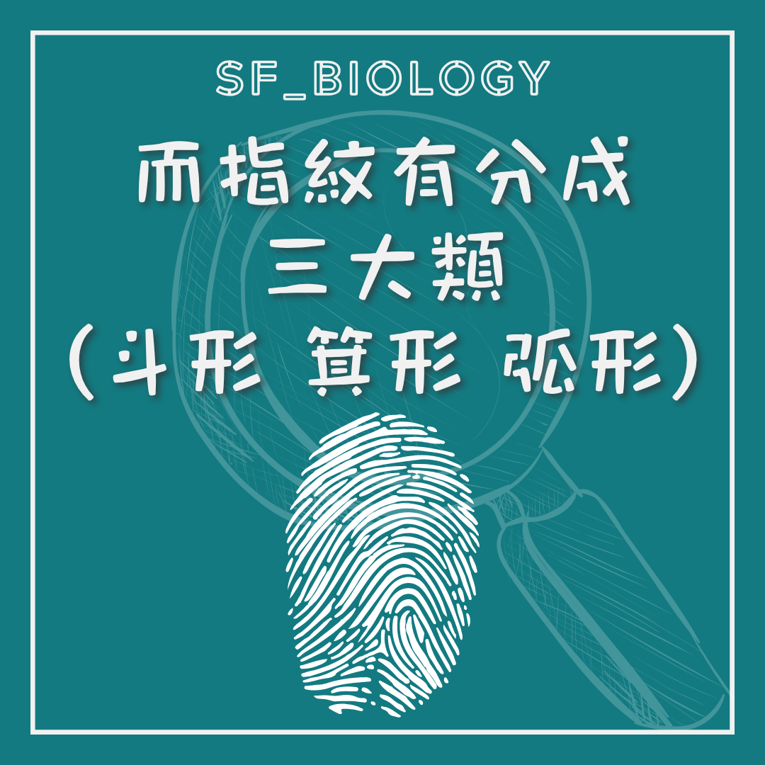 斗形箕形弓形三類常見指紋圖案