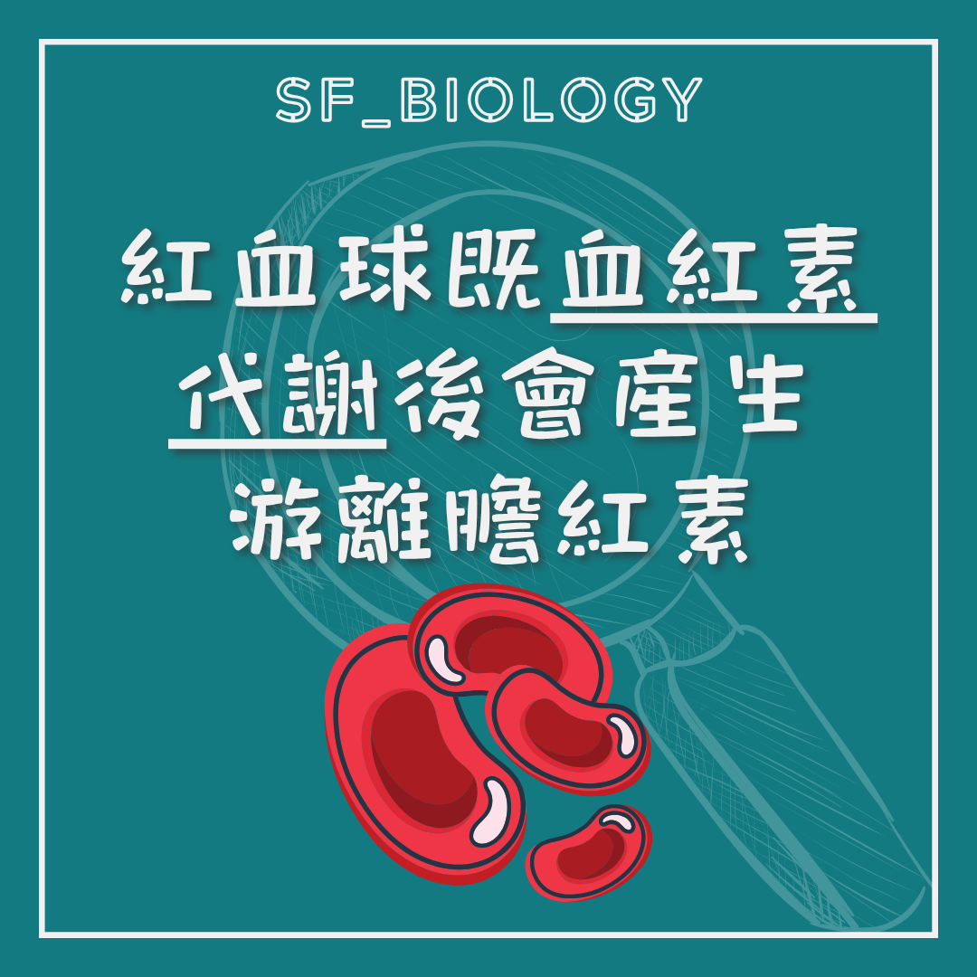 紅血球分解後產生膽紅素的示意圖