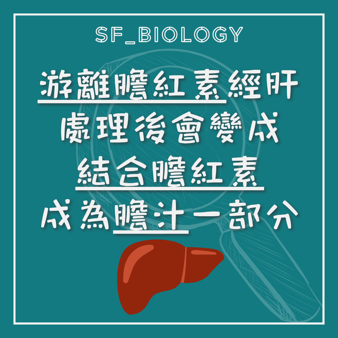 肝臟處理膽紅素並排入膽汁的說明