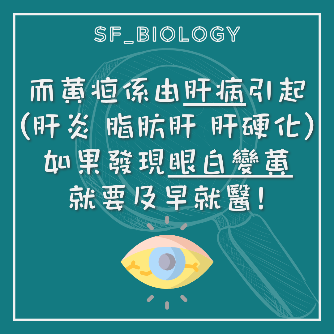 肝炎脂肪肝及肝硬化可引致黃疸的提示