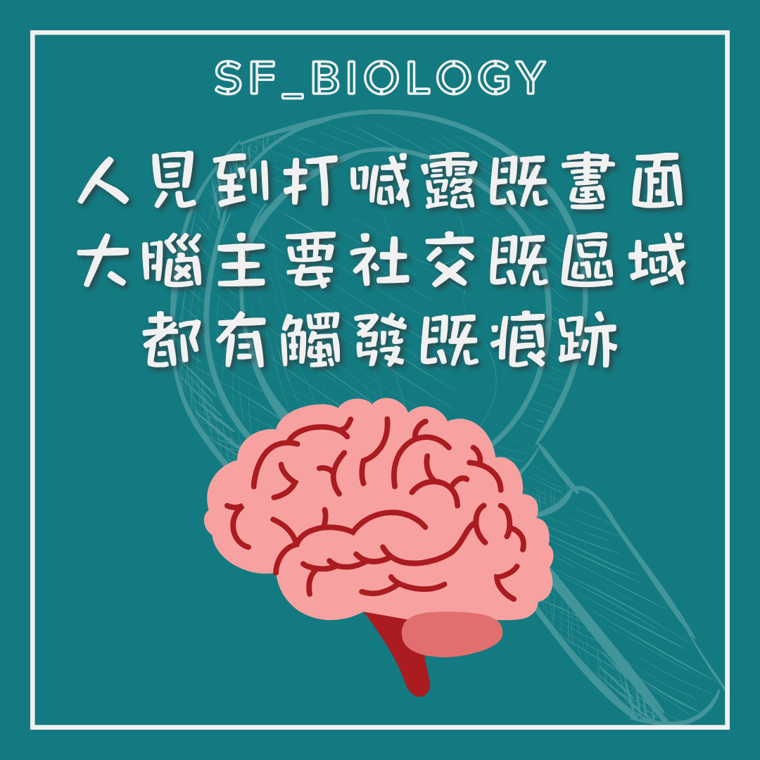 看到他人打呵欠可觸發相似反應的腦部線索