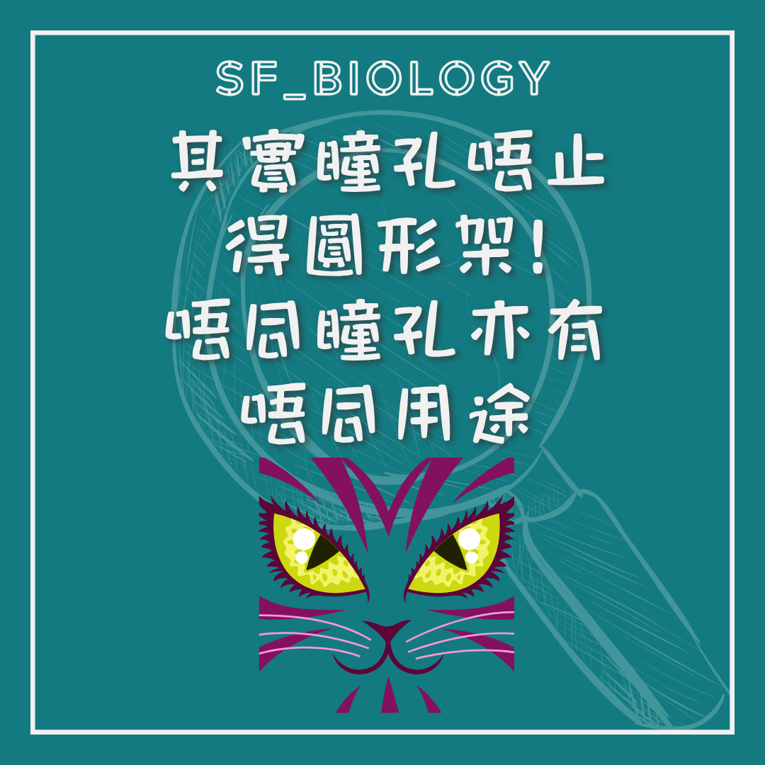貓的垂直裂縫瞳孔與視覺功能