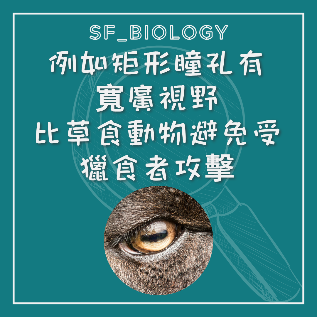 草食動物水平瞳孔提供寬廣視野