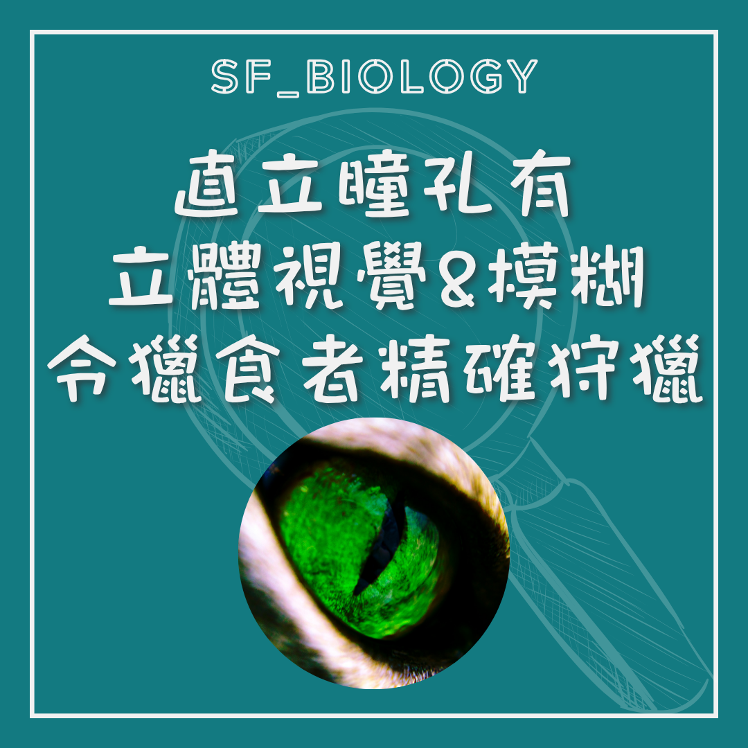 伏擊捕食者垂直瞳孔有助判斷距離