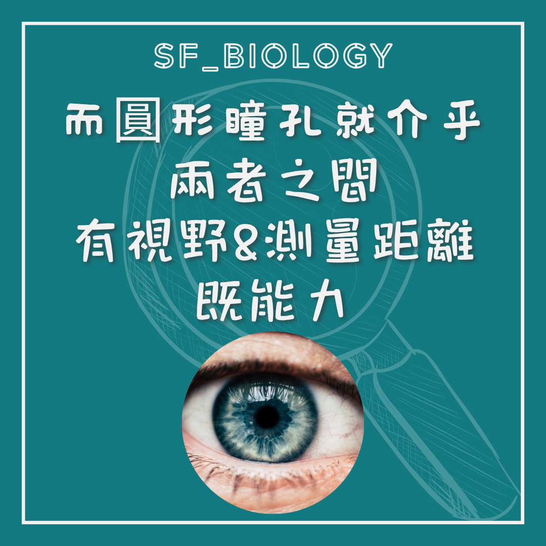 圓形瞳孔兼顧視野和測距能力