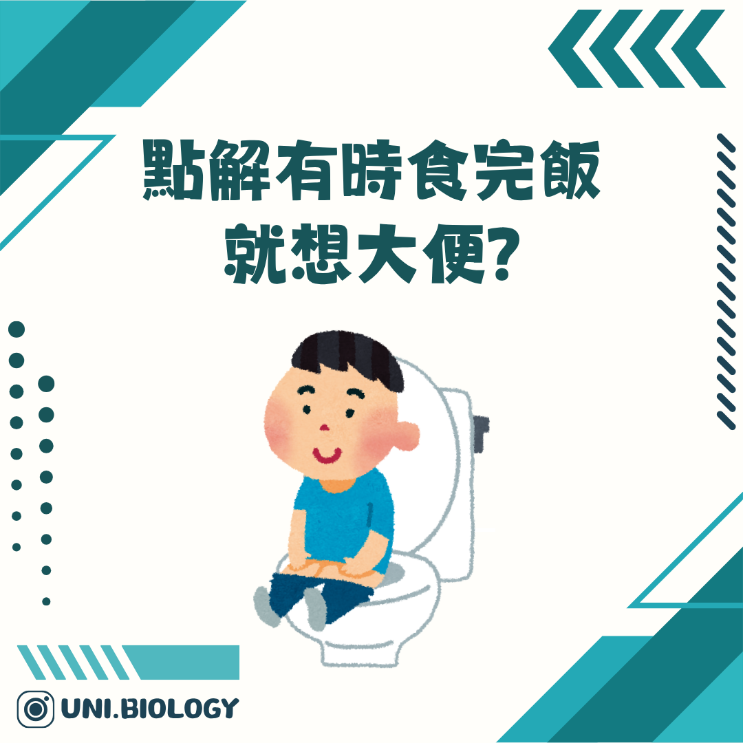 為何食完飯會想大便的提問