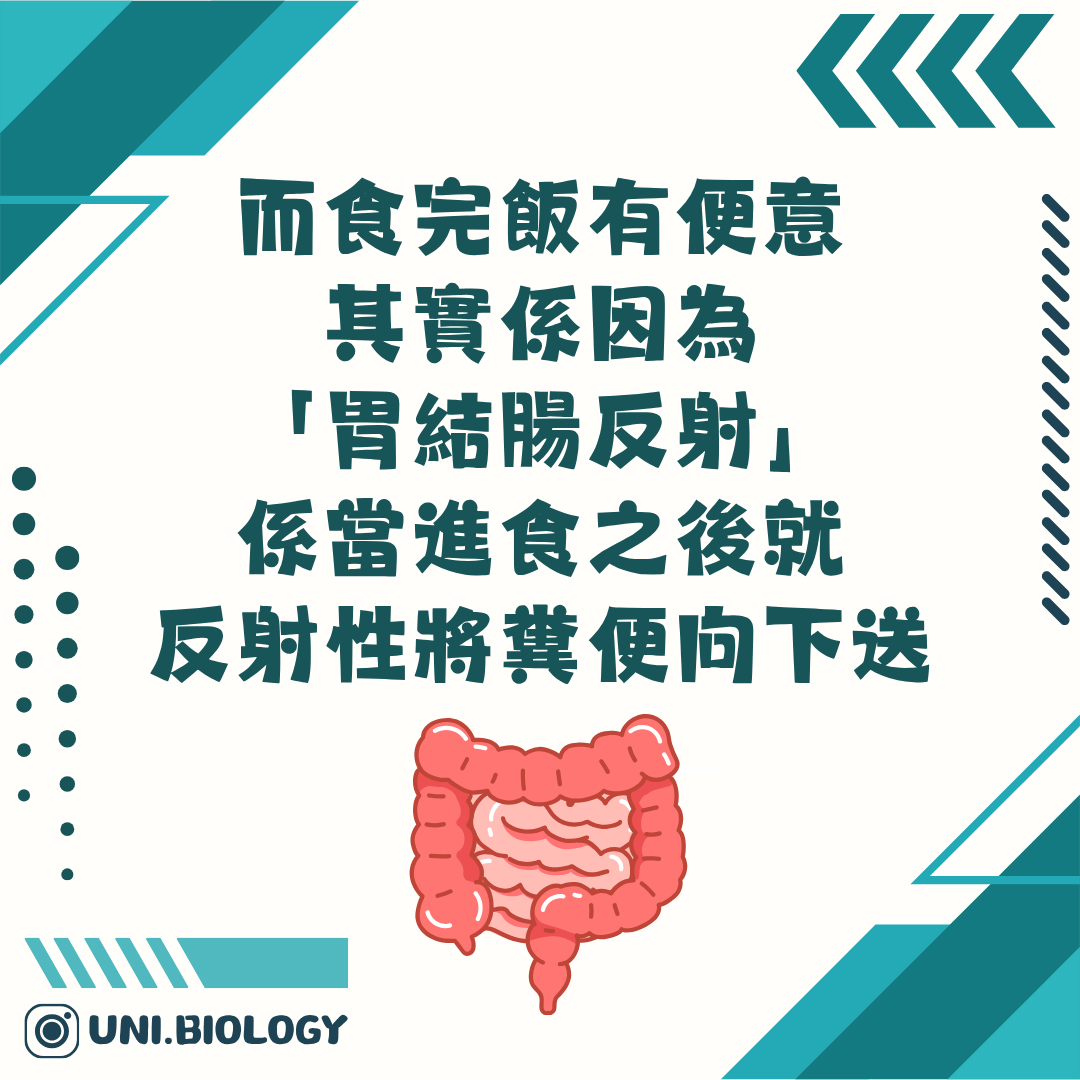 胃結腸反射令大腸推進糞便的示意