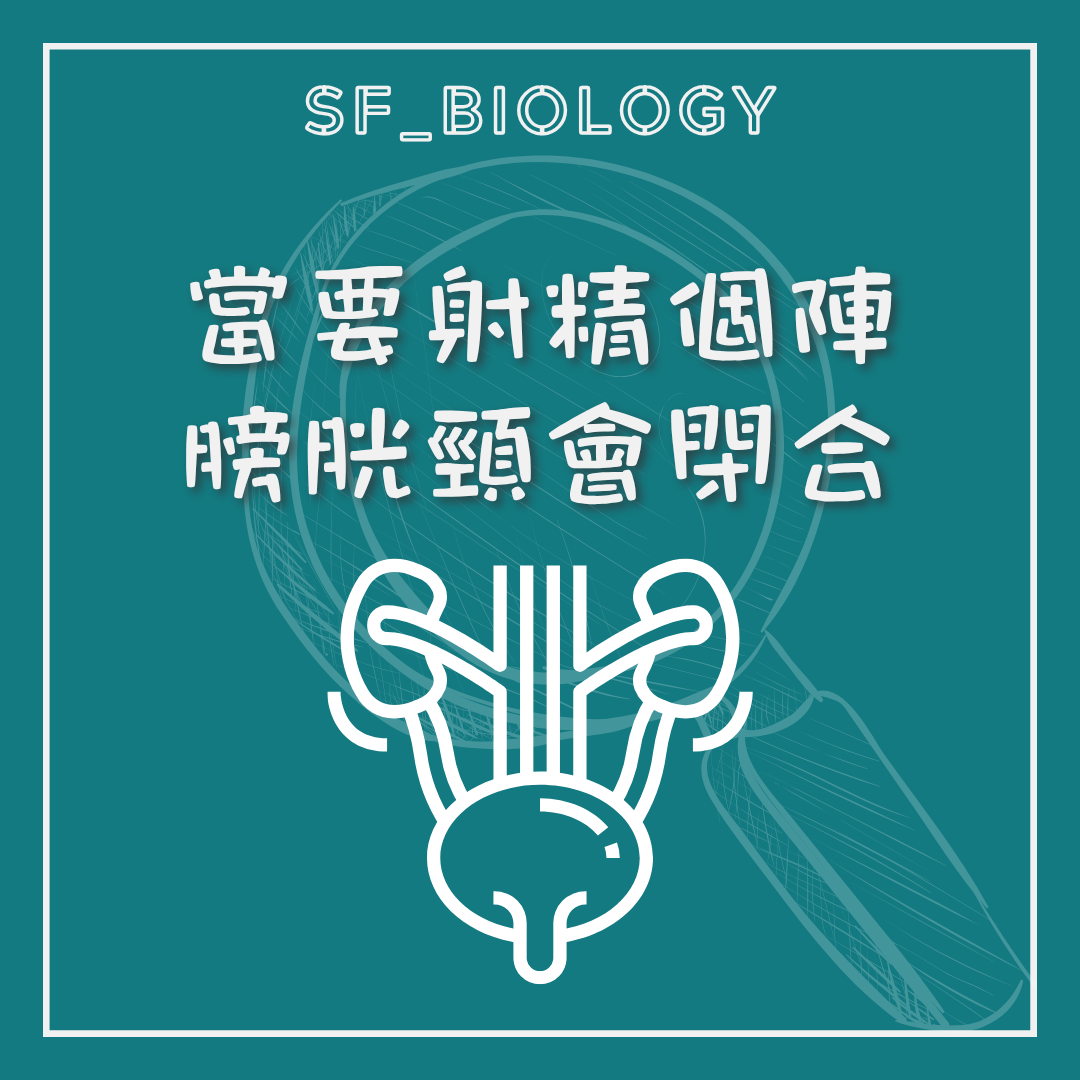 射精時膀胱頸閉合的示意
