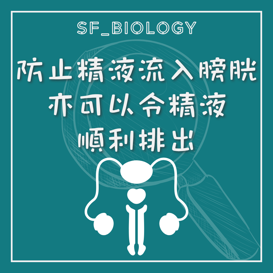 膀胱頸關閉有助精液向外排出
