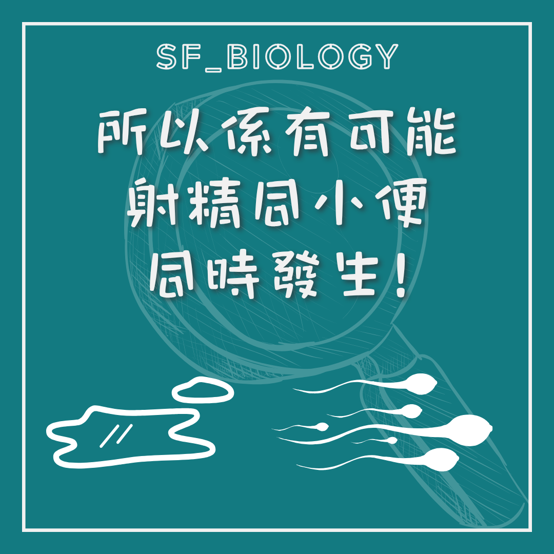 排尿與射精通常不會同時發生