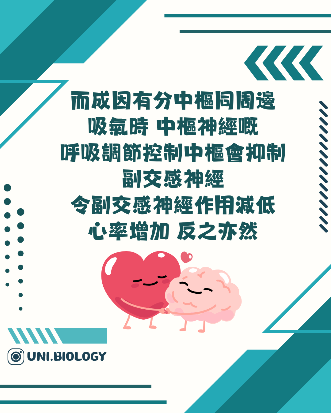 中樞呼吸控制與迷走神經調節示意