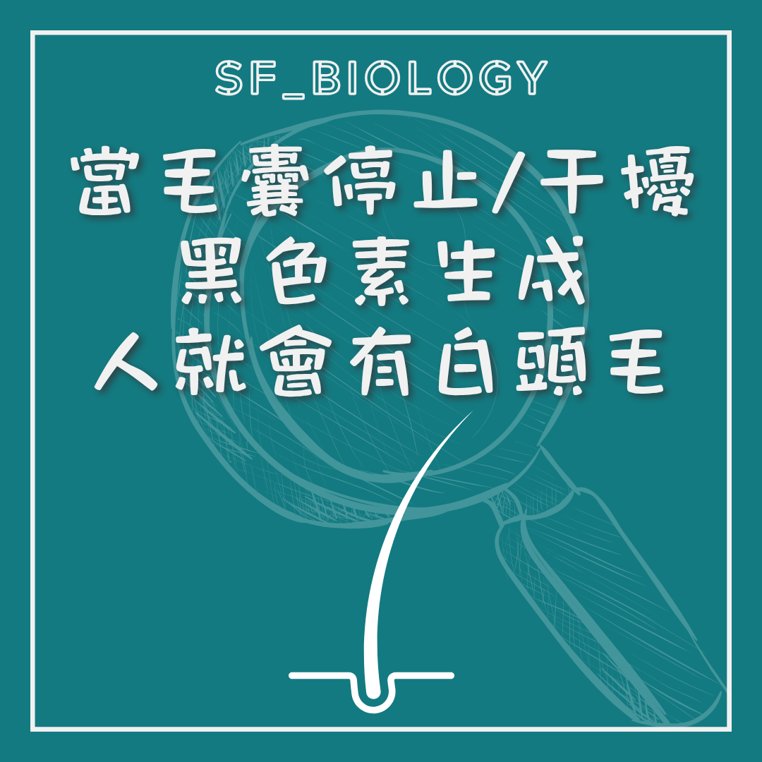 毛囊停止或減少黑色素產生令頭髮變白